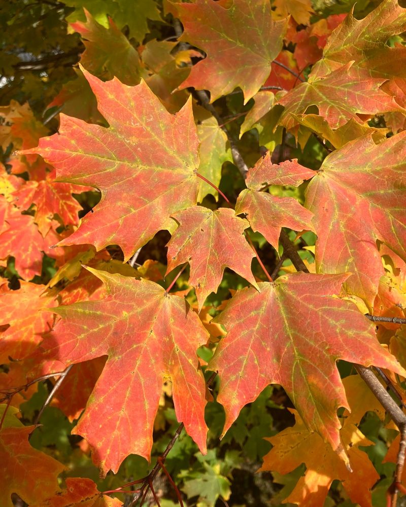A Familiar Yard Tree Sends Its Seeds Spiraling Down Every Fall A Familiar Yard Tree Sends Its Seeds Spiraling Down Every Fall