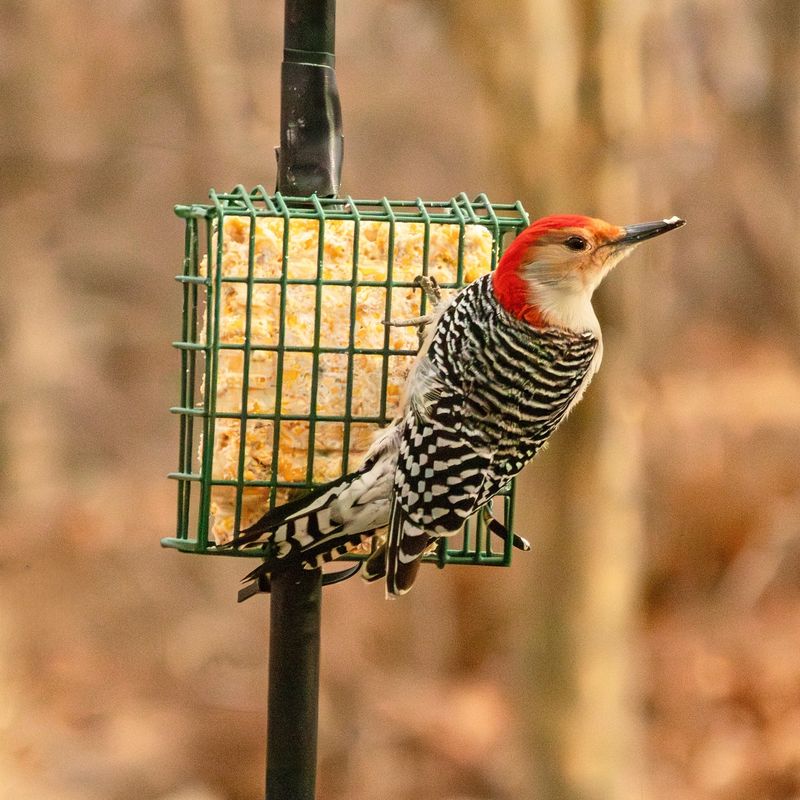A Feeder Visit Means Suet Or Seeds Caught Its Eye