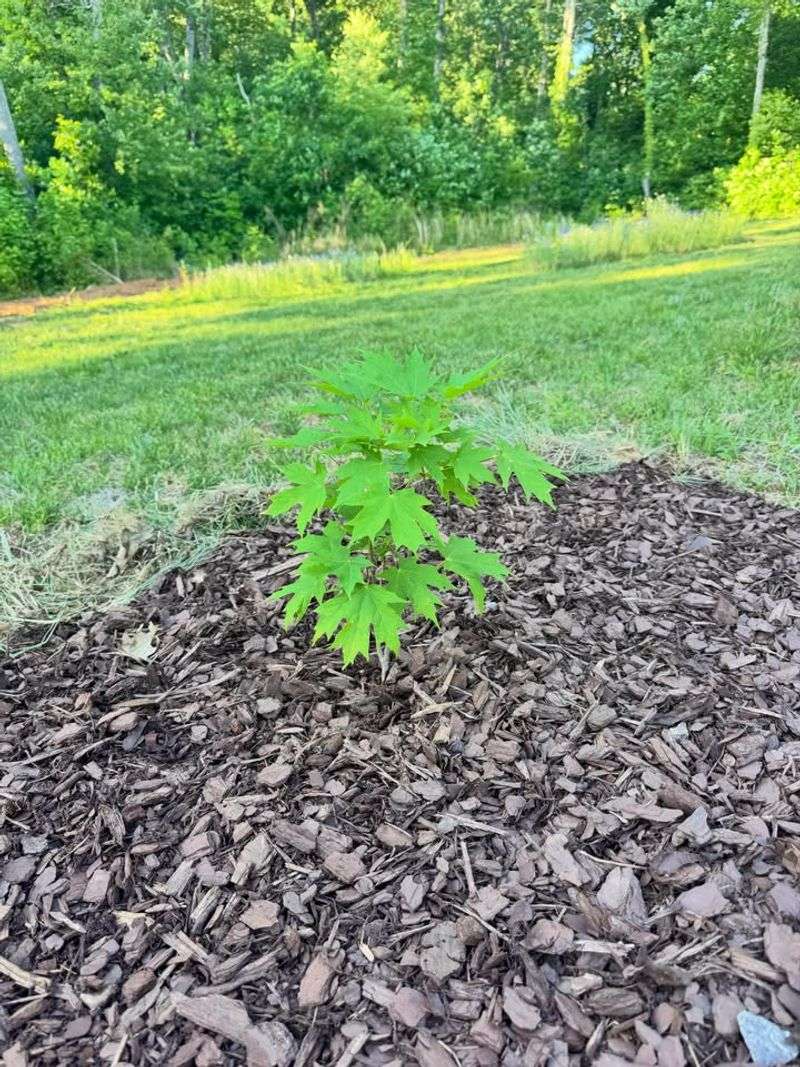 A Few Sprouted Seedlings Are Easy To Manage In The Yard A Few Sprouted Seedlings Are Easy To Manage In The Yard