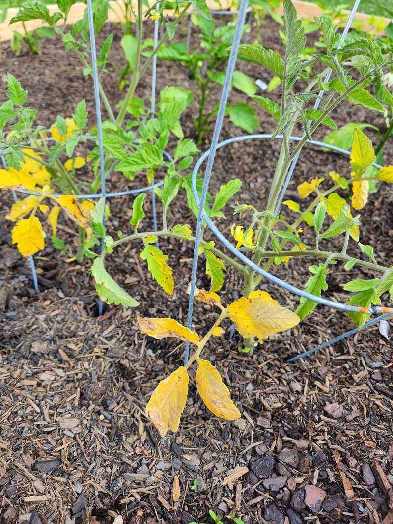 A Few Yellow Bottom Leaves Can Be Normal