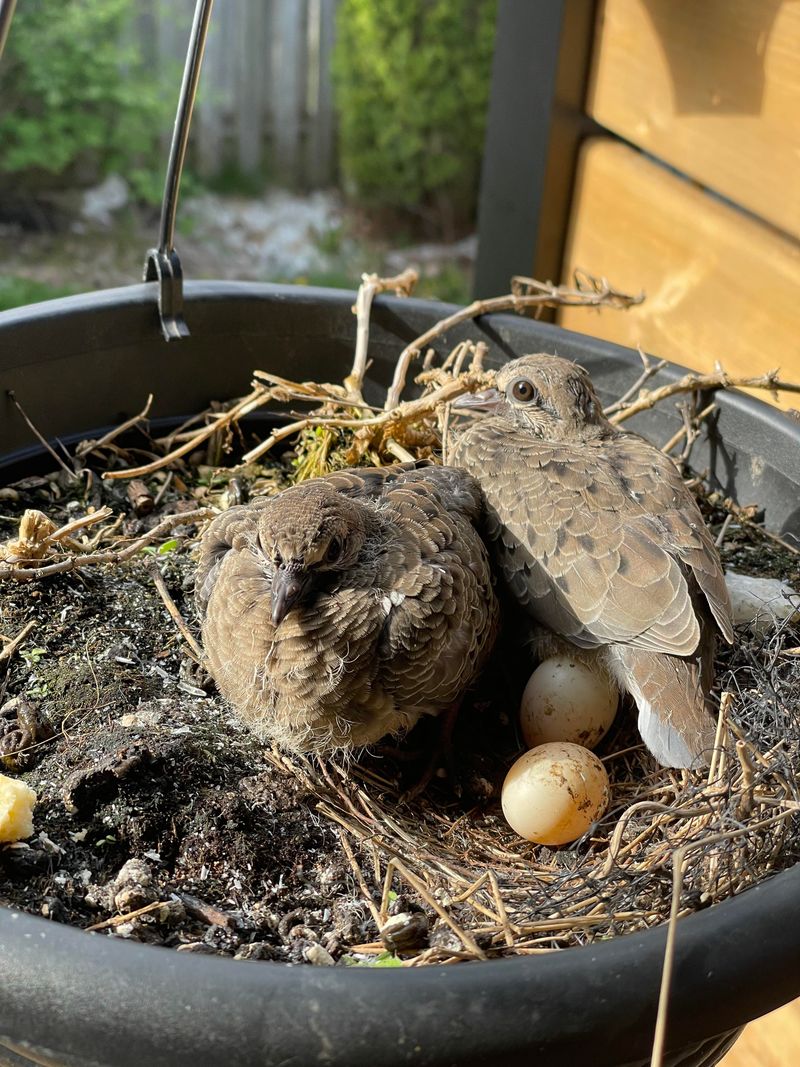 A Flimsy Nest Is Normal For Doves A Flimsy Nest Is Normal For Doves