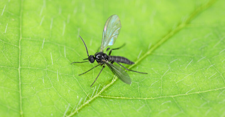 A Forgotten Herb That Helps Keep Gnats Off Your Tennessee Porch