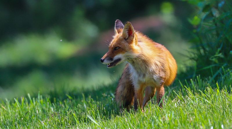 A Fox Visit Usually Means Food Or Shelter Is Nearby