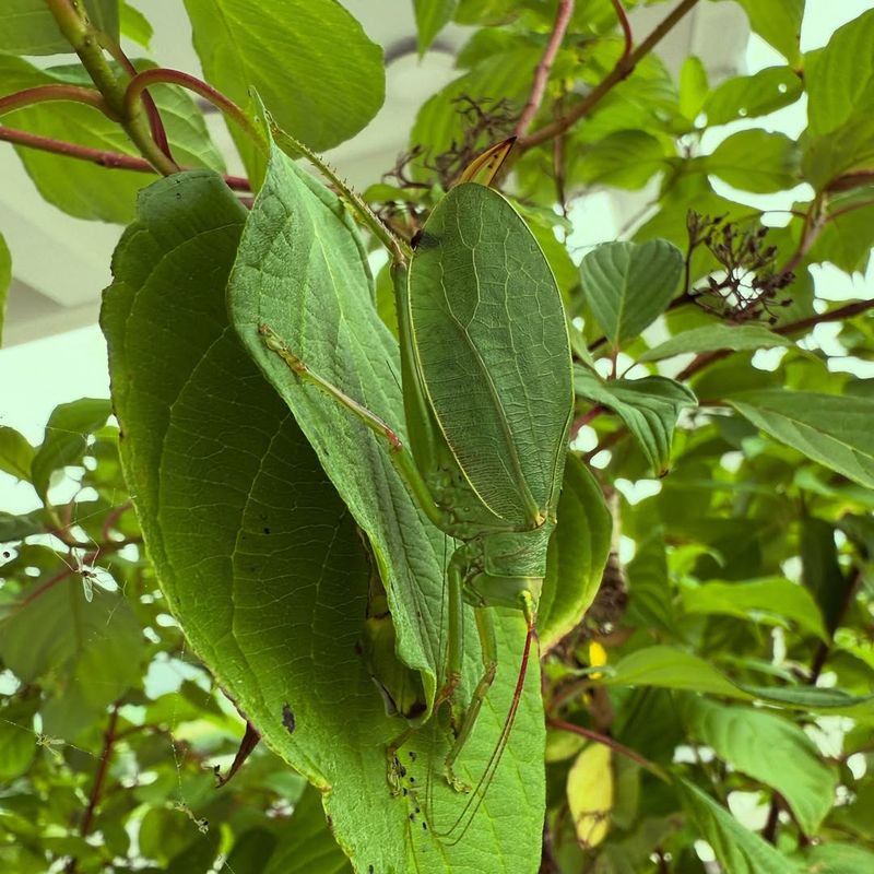 A Full Canopy Does Not Automatically Mean A Sick Tree A Full Canopy Does Not Automatically Mean A Sick Tree