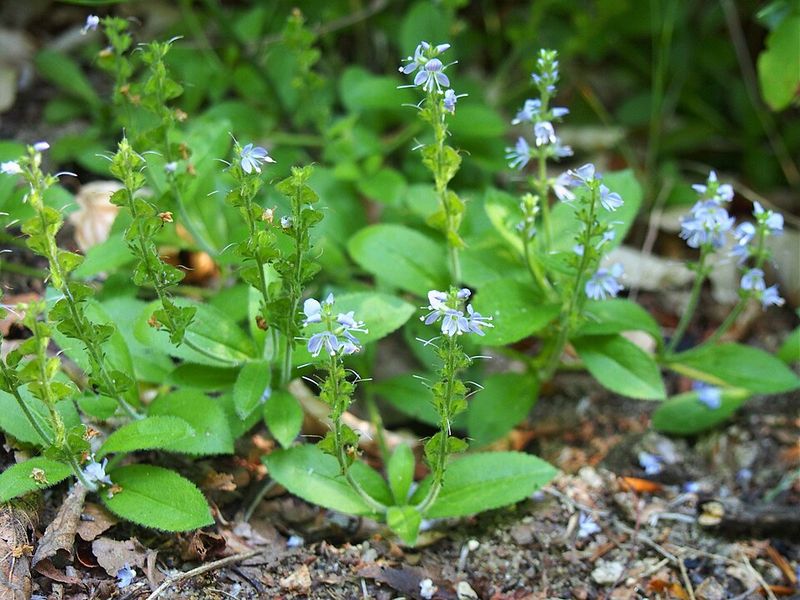 A Groundcover With A Secret