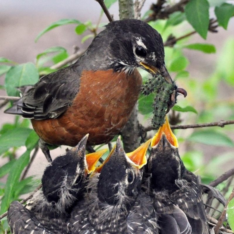 A Group May Be A Family Or An Early Post-Breeding Gathering