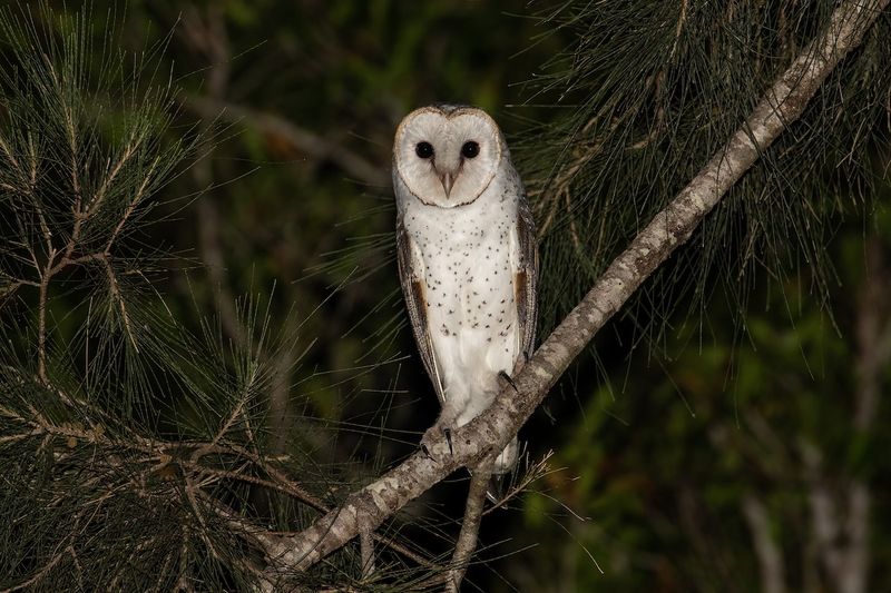 A Harsh Scream May Come From A Barn Owl