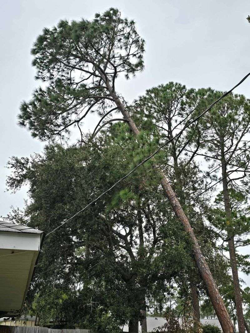 A Hazardous Tree Is A Different Issue A Hazardous Tree Is A Different Issue