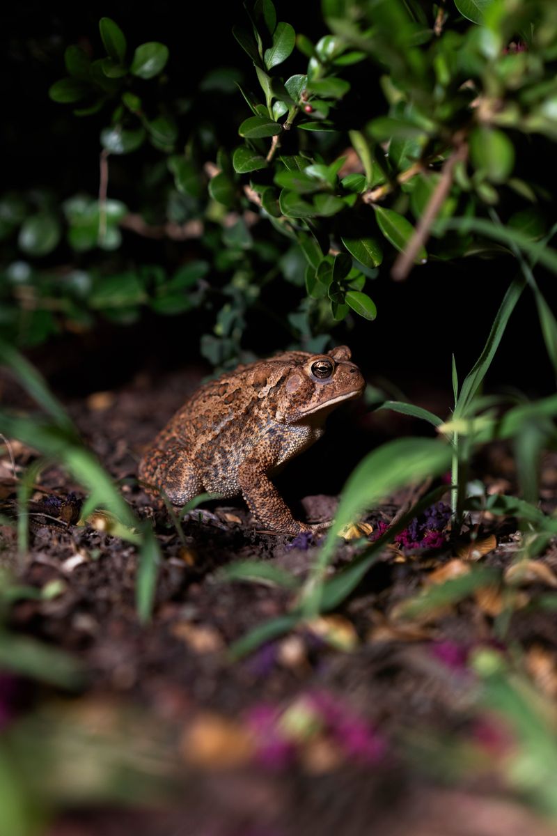 A Healthy Toad Presence Reflects Your Garden's Ecosystem