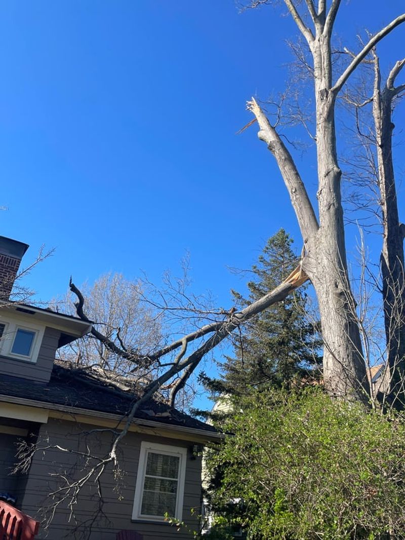 A Healthy Tree Is Usually Treated Differently