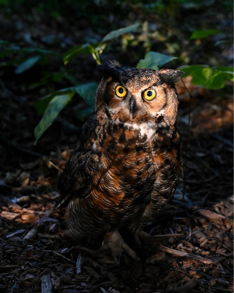 A Hoot May Signal Territory Nearby A Hoot May Signal Territory Nearby