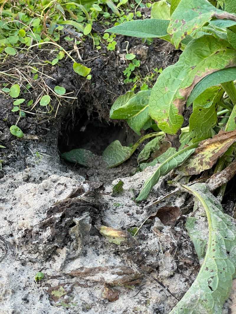 A Large Opening May Be A Burrow Rather Than A Feeding Hole