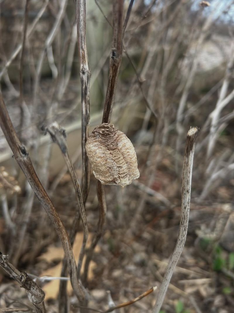 A Larger Beige Foamy Case May Be Chinese Mantis A Larger Beige Foamy Case May Be Chinese Mantis