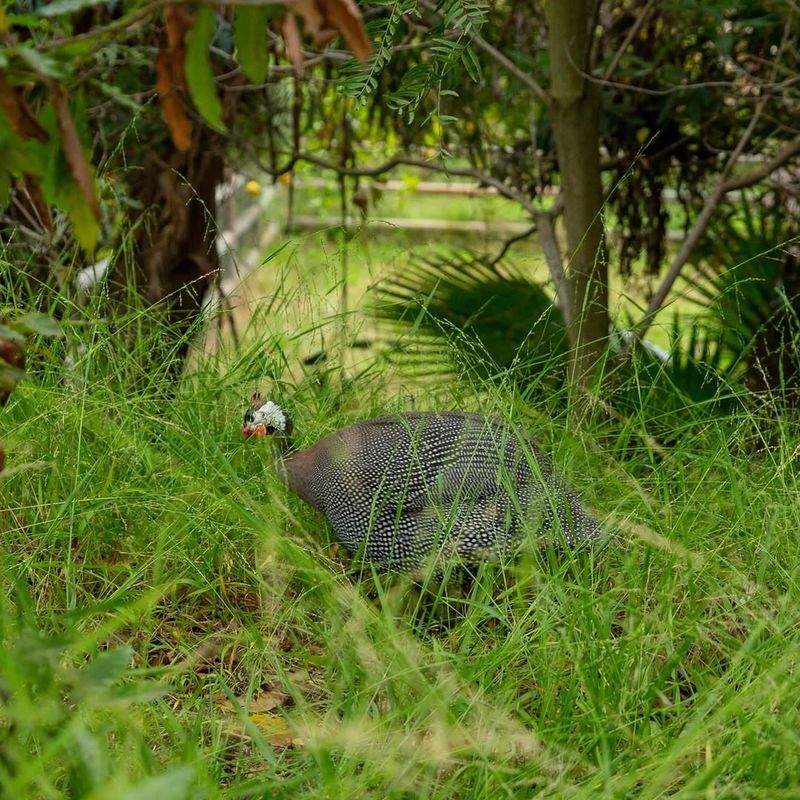 A Larger Yard Gives Guinea Fowl More Room To Roam A Larger Yard Gives Guinea Fowl More Room To Roam