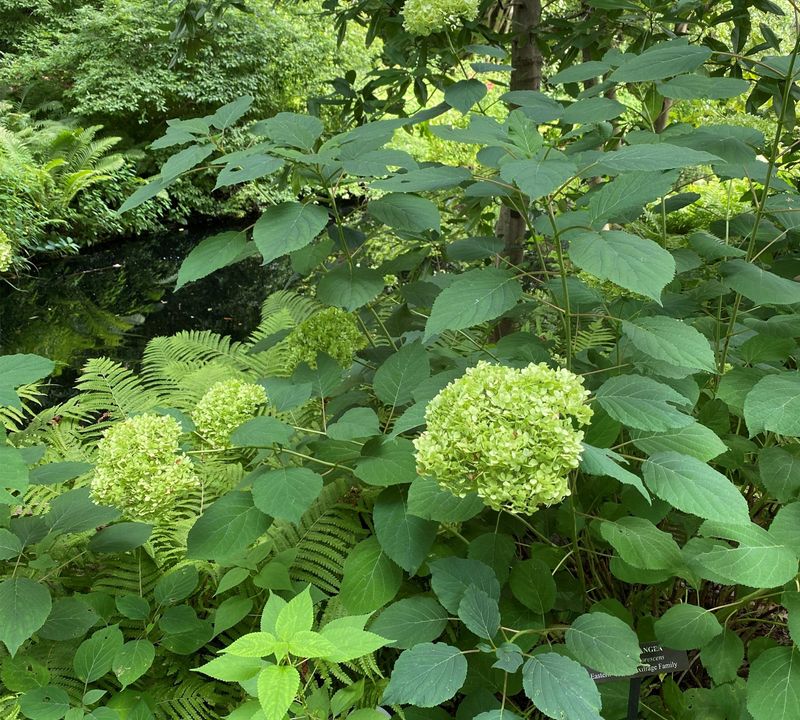 A Leafy Shrub May Have Lost Its Buds Another Way A Leafy Shrub May Have Lost Its Buds Another Way