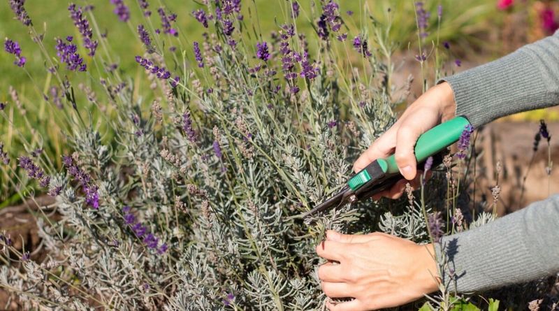 A Light Shear Keeps Lavender Compact