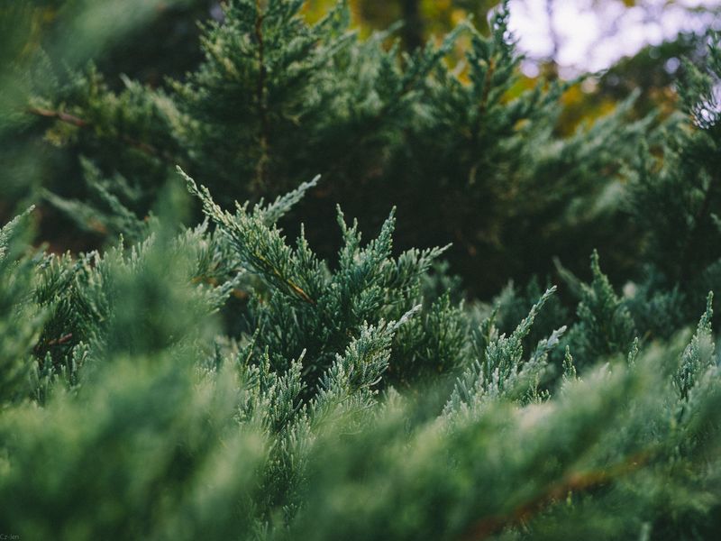 A Light Touch On Evergreen Conifers Goes A Long Way