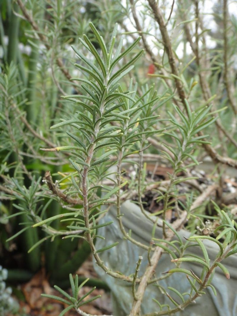 A Living Plant Can Hold Personal Memories