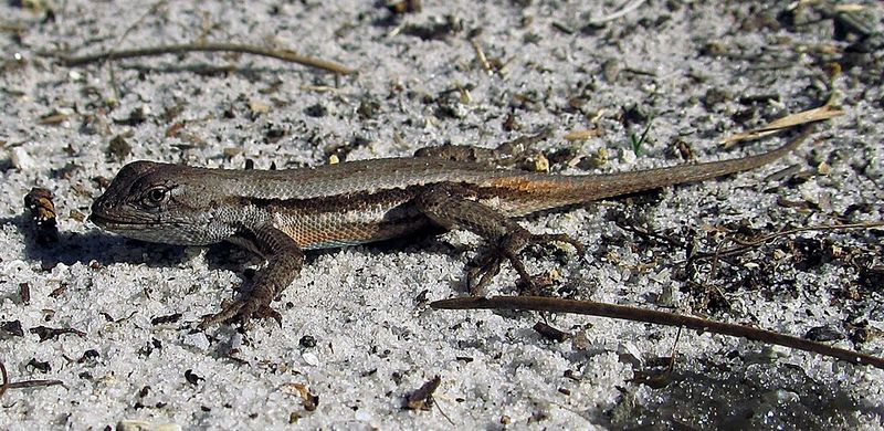 A Lizard Friendly Yard Is Usually Working A Lizard Friendly Yard Is Usually Working