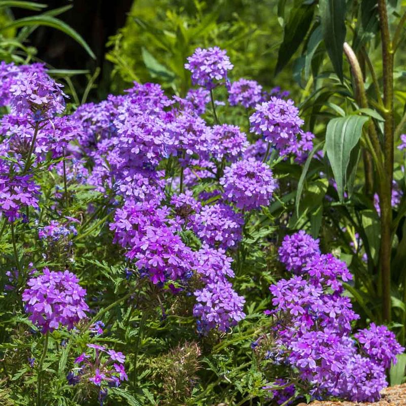 A Long-Blooming Native, Not A Proven Superlative A Long-Blooming Native, Not A Proven Superlative