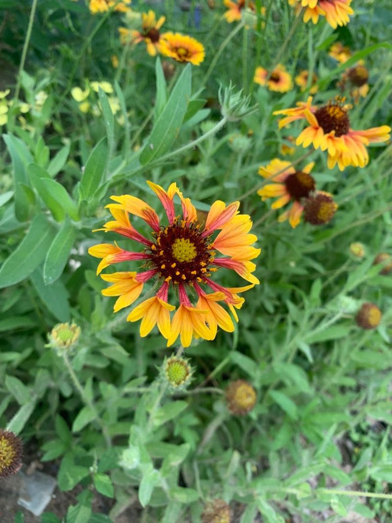 A Long Flowering Window Needs the Right Conditions