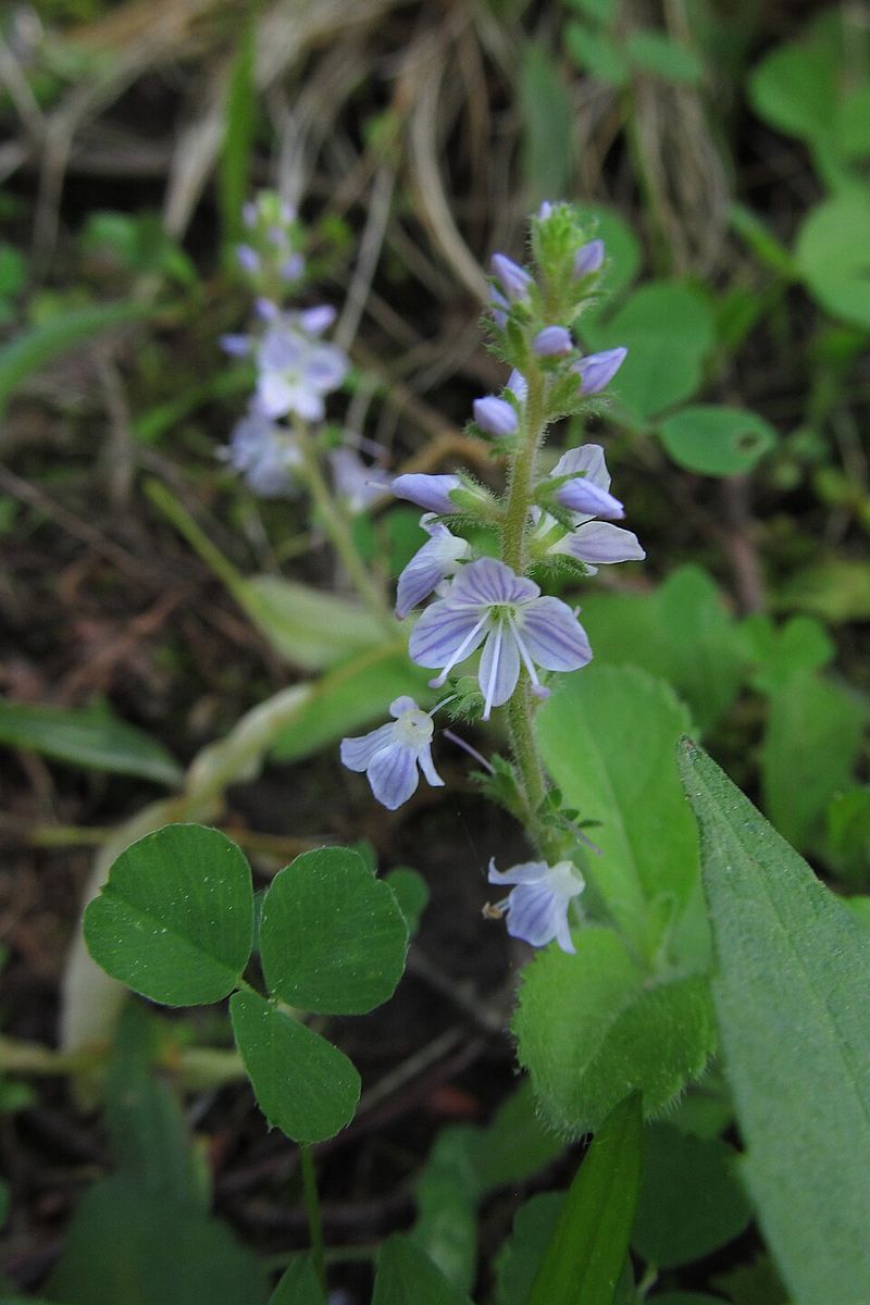 A Long History As A Medicinal Herb