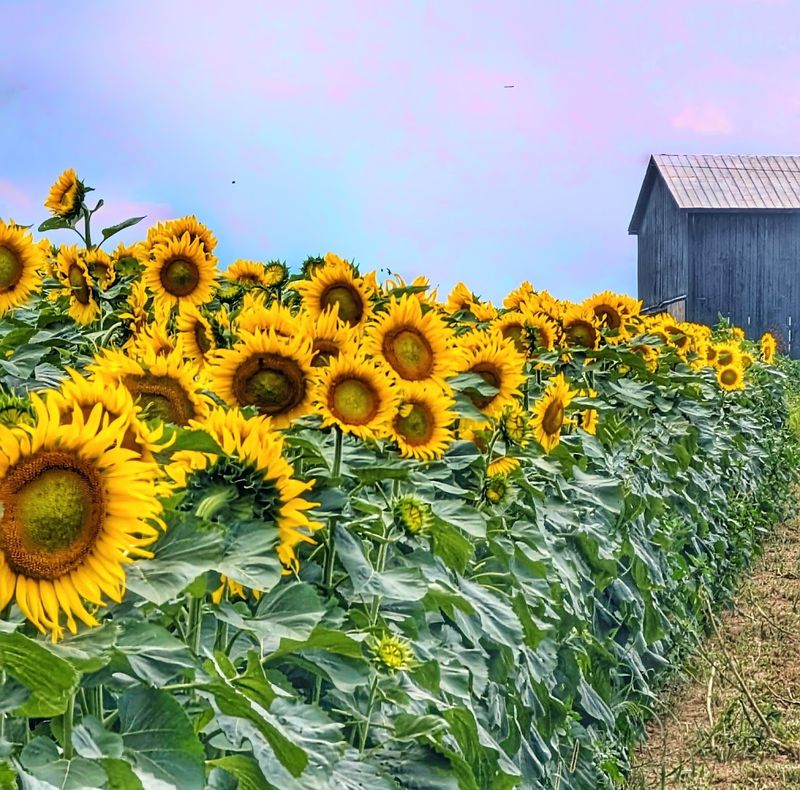 A Look at Stepping Stone Farm in Paris Kentucky