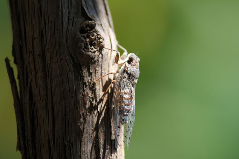 A Loud Chorus Coming From The Canopy Points To One Familiar Insect