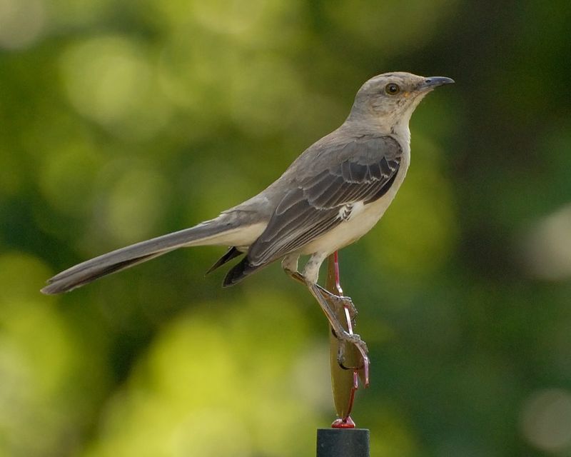 A Loud Visitor Usually Means Territory Is Nearby