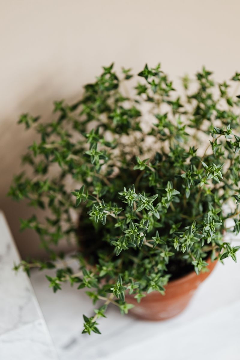 A Low Maintenance Plant Built For Tennessee Summers