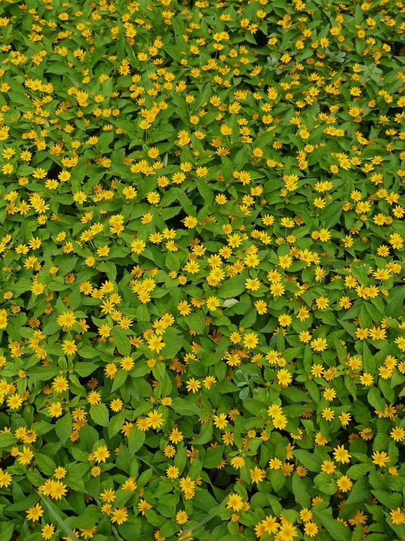 A Low, Spreading Native Mat Does The Job Better Than Mulch
