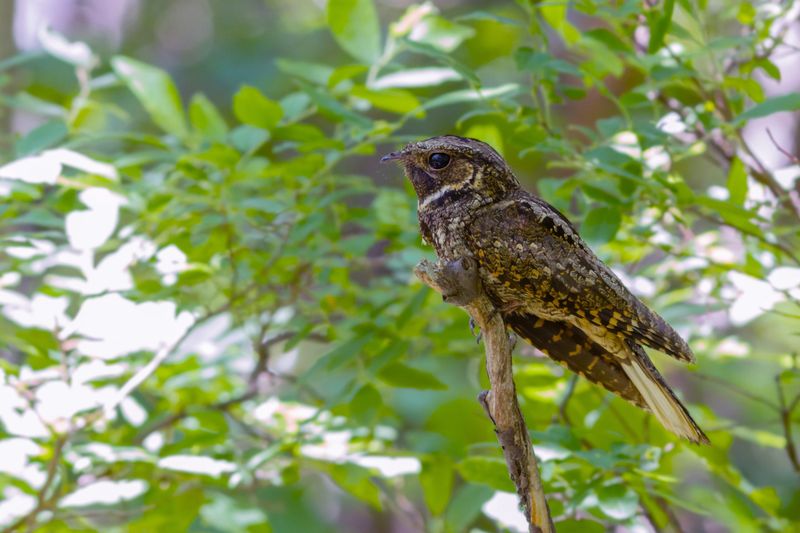 A Male May Be Calling During Breeding Season