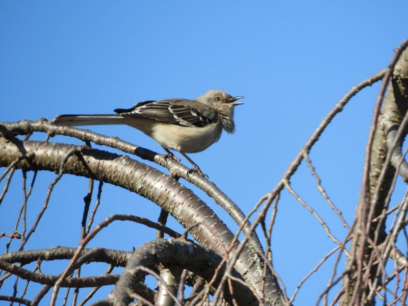 A Male May Be Trying To Attract A Mate
