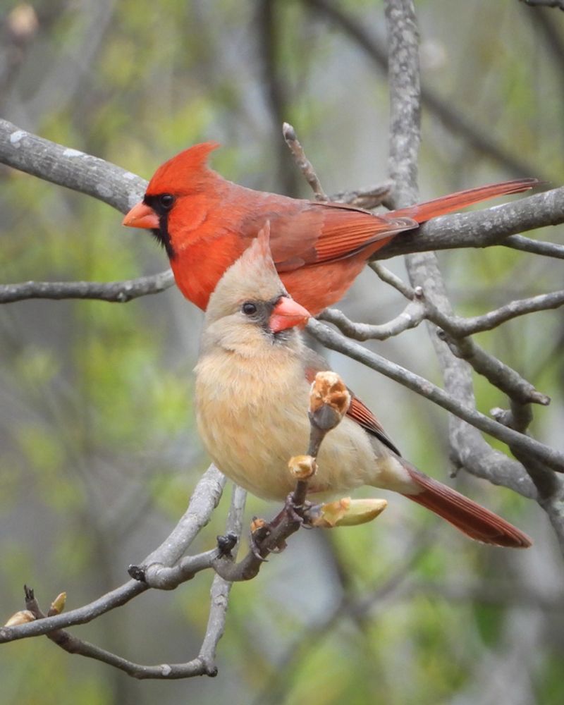 A Mate, Nest, Or Recently Fledged Young Bird May Be Nearby