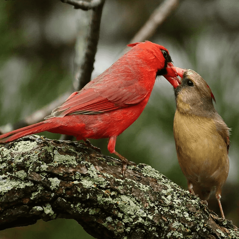 A Mate Or Nest Could Be Nearby During Breeding Season A Mate Or Nest Could Be Nearby During Breeding Season