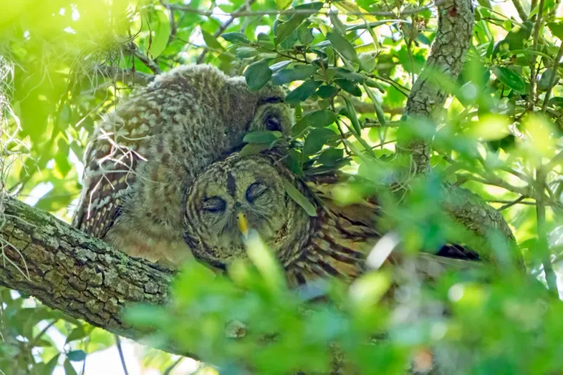 A Mated Pair May Be Calling Back And Forth
