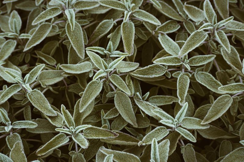 A Mediterranean Herb That Shares Rosemary Growing Needs A Mediterranean Herb That Shares Rosemary Growing Needs