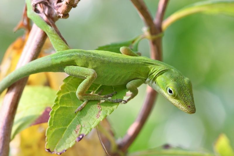 A Missing Lizard May Still Be Nearby A Missing Lizard May Still Be Nearby