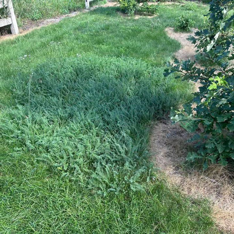 A Mixed Yard Often Handles Stress Best A Mixed Yard Often Handles Stress Best