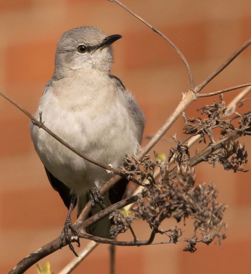A Mockingbird's Presence Says Something About Your Yard's Habitat A Mockingbird's Presence Says Something About Your Yard's Habitat