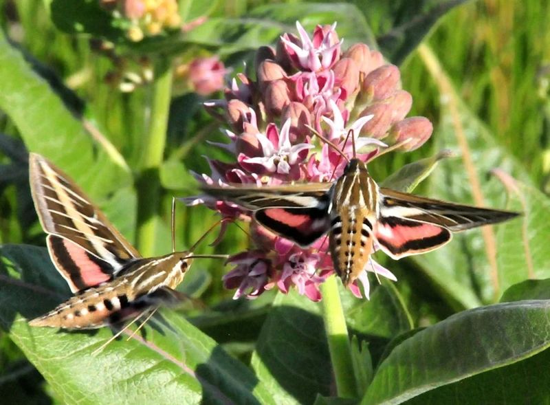 A Moth-Friendly Garden Needs Flowers And Host Plants A Moth-Friendly Garden Needs Flowers And Host Plants