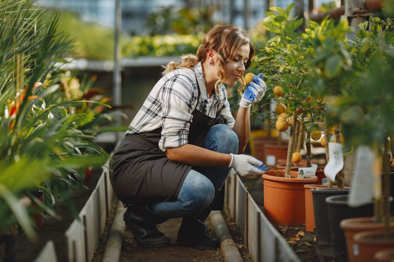 A Musty Or Sour Smell From The Soil A Musty Or Sour Smell From The Soil