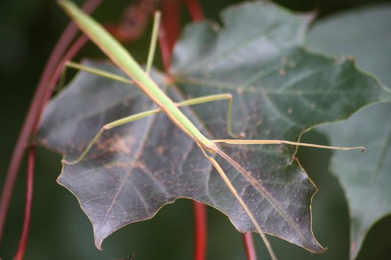A Native Northern Walkingstick Has Found Your Tree A Native Northern Walkingstick Has Found Your Tree