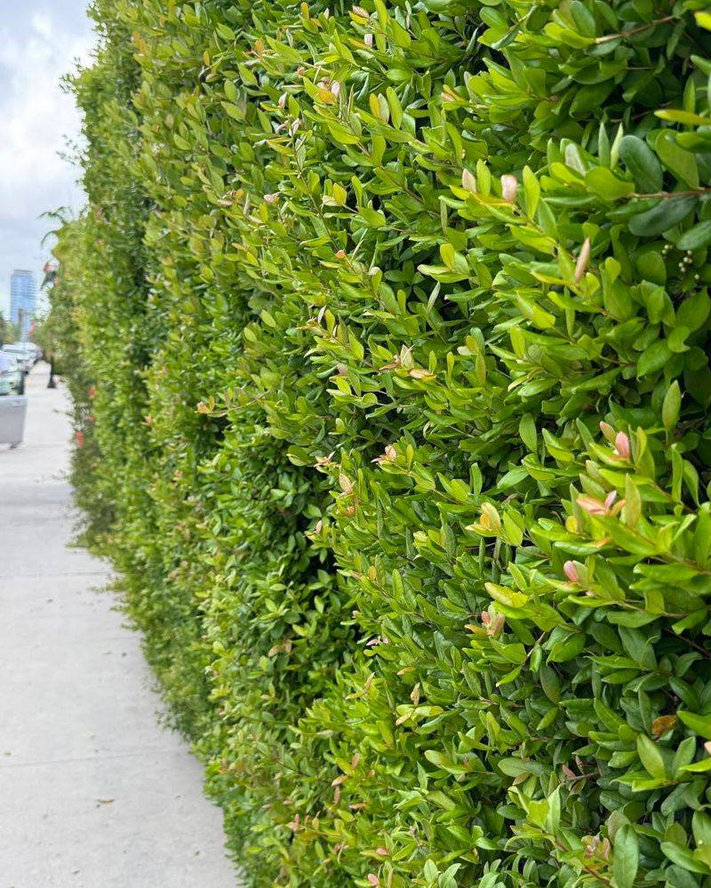 A Native Shrub Built For Florida Privacy A Native Shrub Built For Florida Privacy