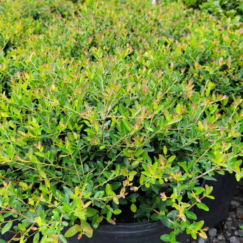 A Native Shrub Winning Over HOA Boards A Native Shrub Winning Over HOA Boards