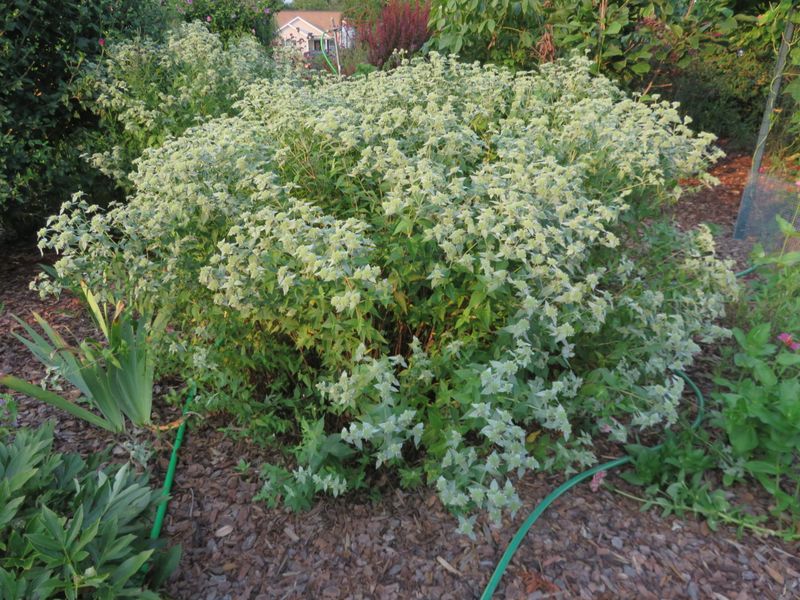A Native Wildflower With Real Backyard Value