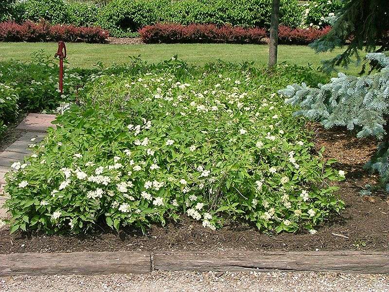 A Natural Colony Can Work Like A Living Barrier A Natural Colony Can Work Like A Living Barrier