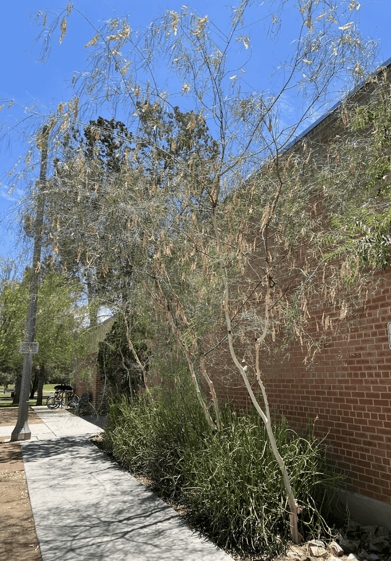 A Natural Fit For Xeriscapes And Patio Gardens A Natural Fit For Xeriscapes And Patio Gardens