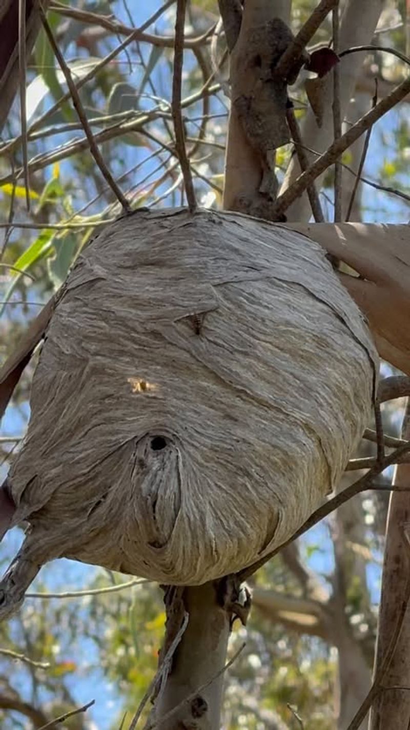A Nearby Nest May Be Active
