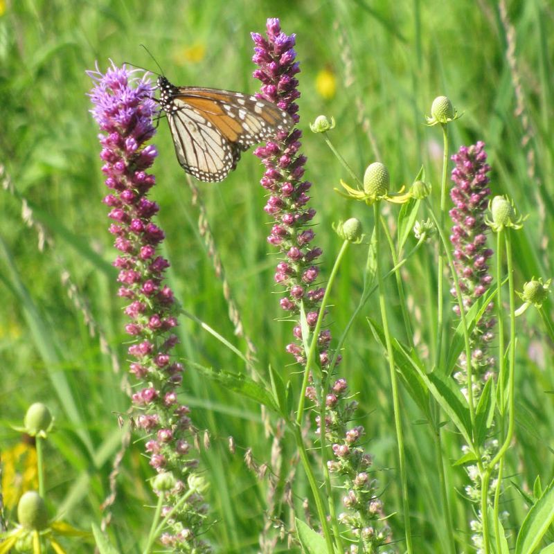 A Nectar Gap May Have Opened A Nectar Gap May Have Opened